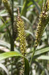 Shoreline sedge